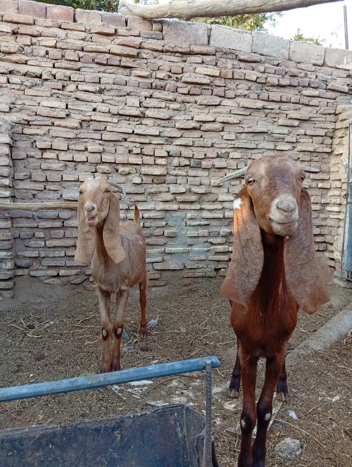 بز پاکستانی جوان سرحال جنس چند قل زا شیرا|حیوانات مزرعه|کرمان, |دیوار