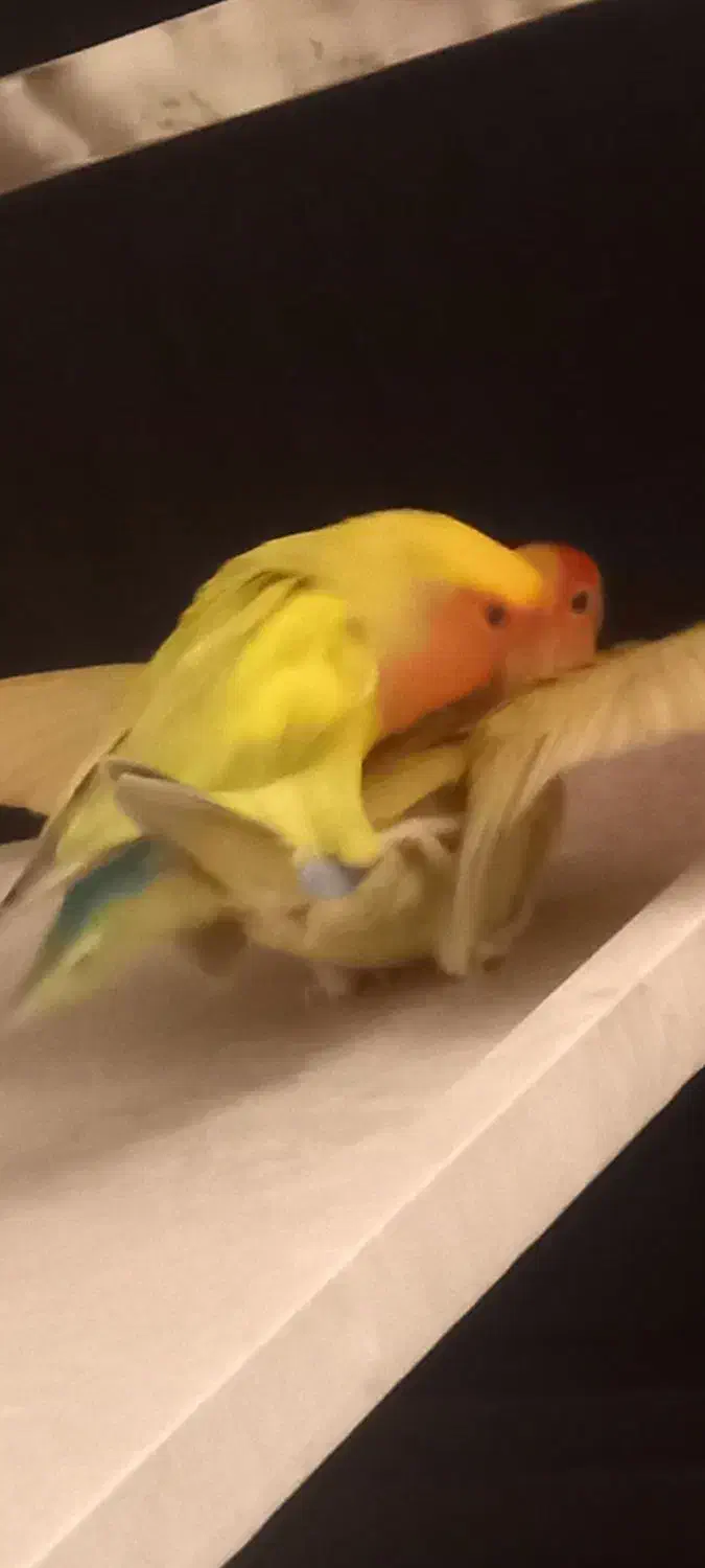 یک جفت طوطی کوتوله برزیلی دستی سخنگو کارداده|پرنده|تهران, سلیمانی|دیوار