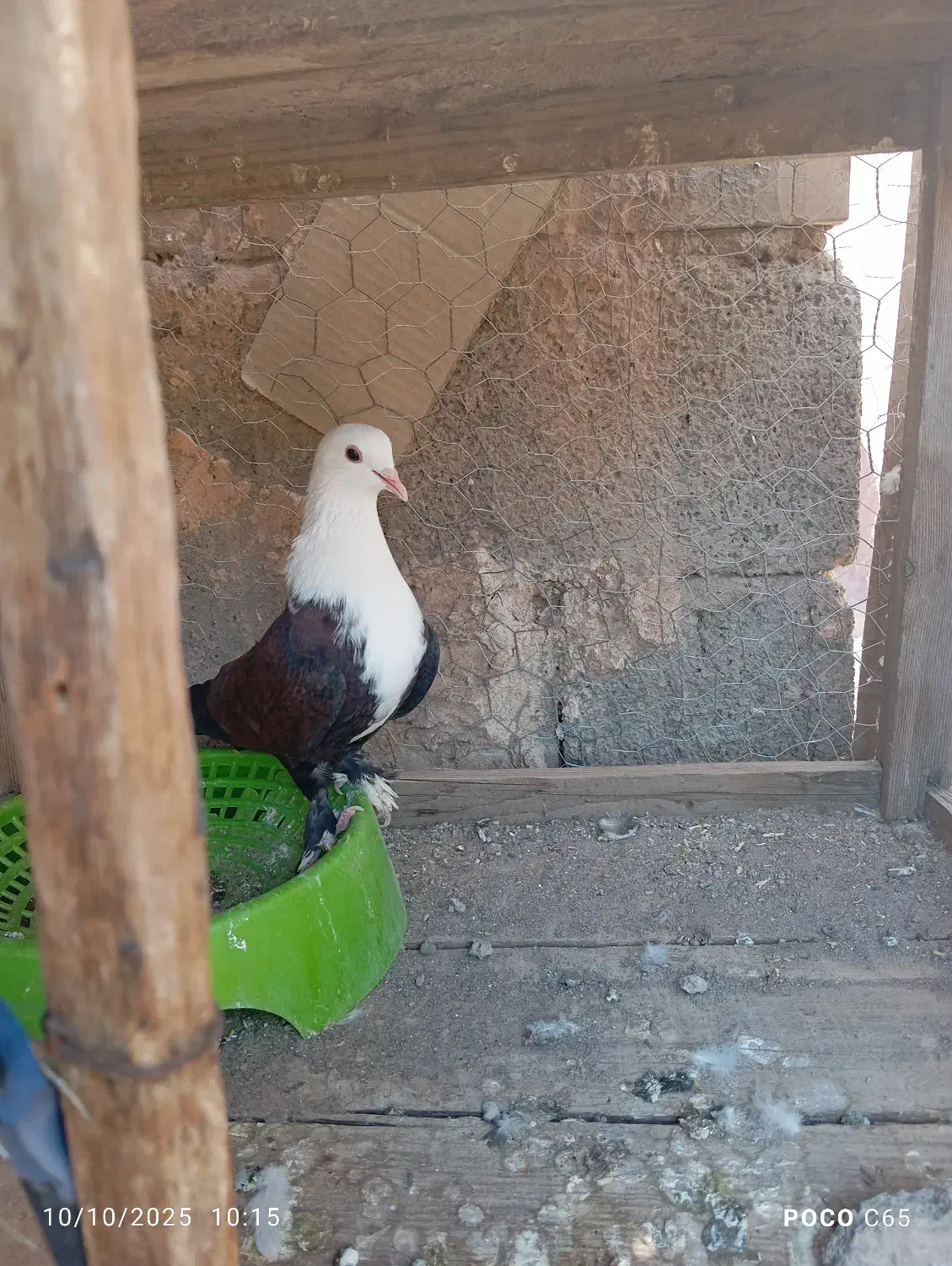 کفتر سرسفید|پرنده|رفسنجان, |دیوار