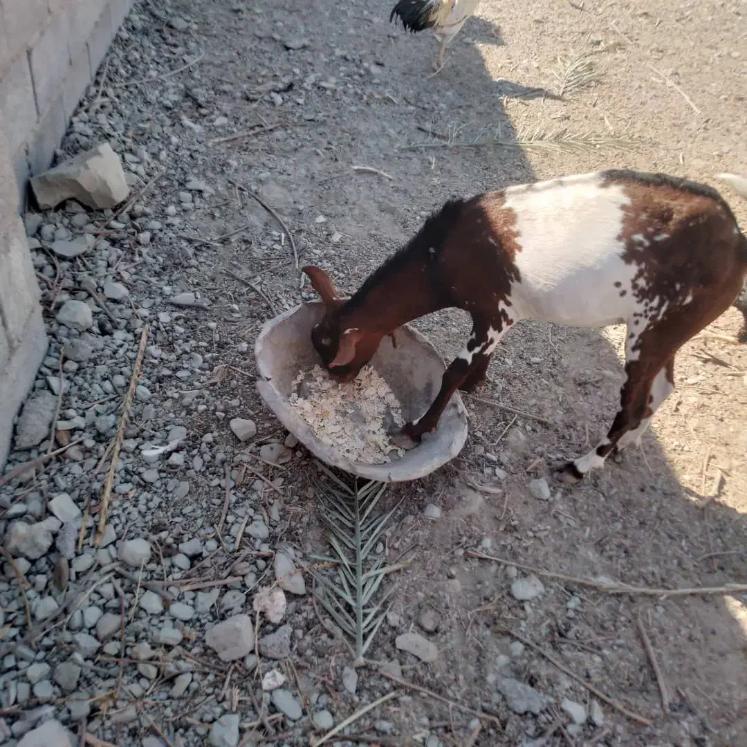 نری نقشی|حیوانات مزرعه|بندرعباس, |دیوار