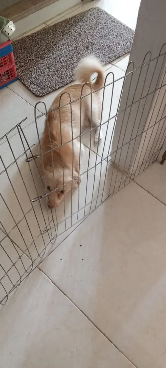 واگذاری تفافقی|سگ|فردیس, نگارستان|دیوار