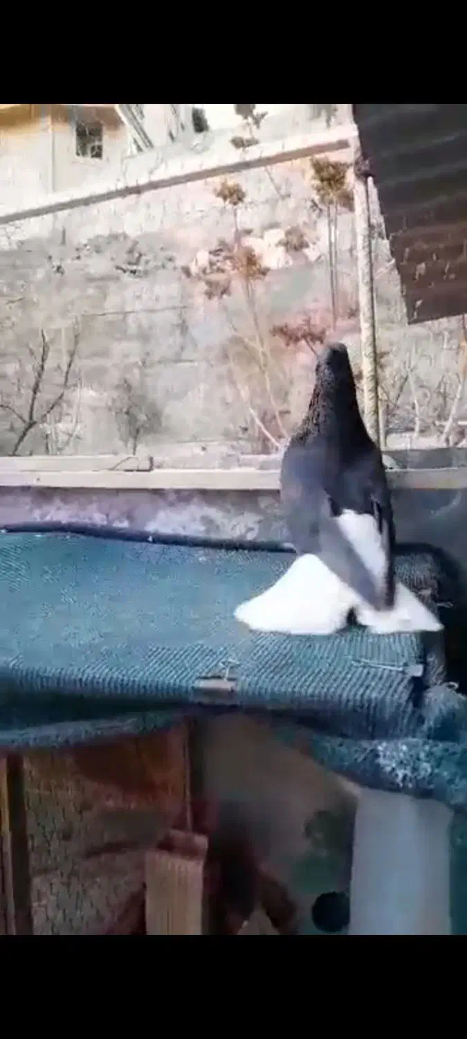 دم سفید|پرنده|رامند, |دیوار