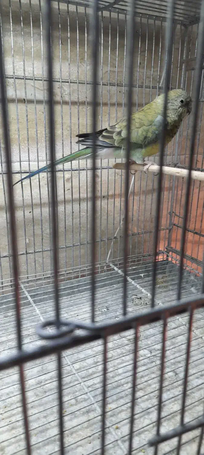 اوازه خان رزیلا|پرنده|آبسرد, |دیوار