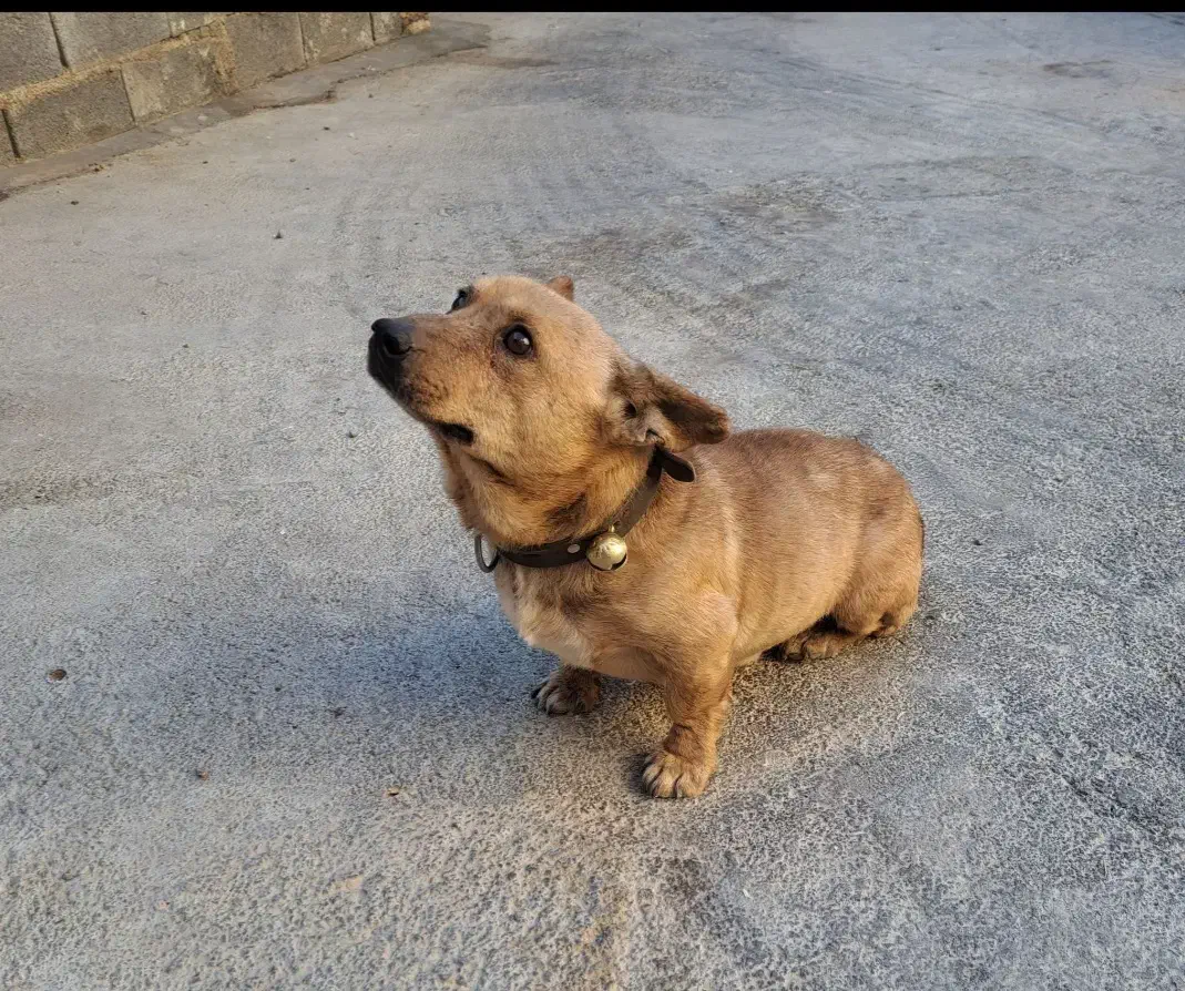 سگ پاکوتاه|سگ|بروجن, |دیوار