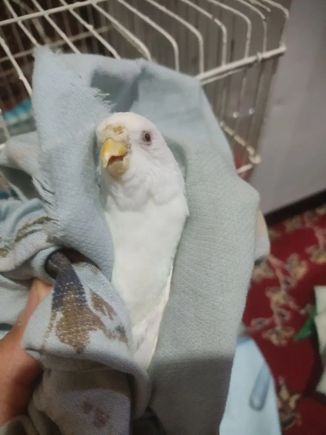 مرغ عشق ماده آلبینو کمیاب|پرنده|بیدشهر, |دیوار