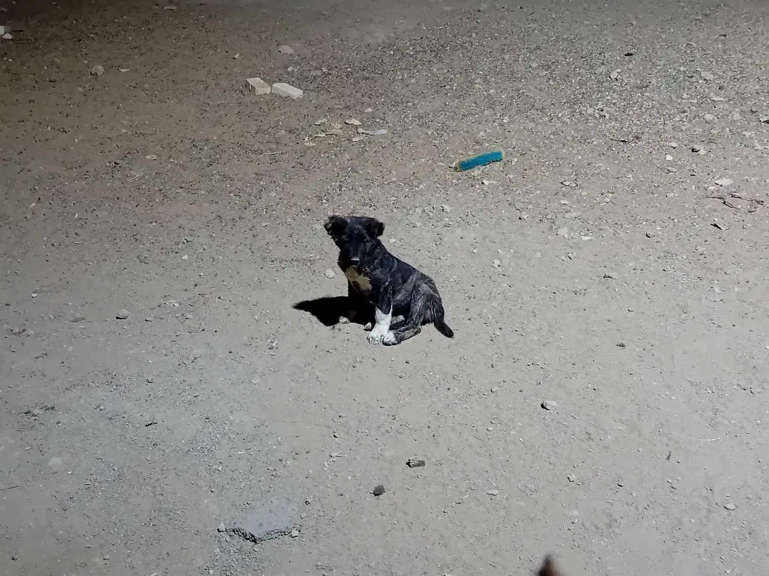 سگ لاس|سگ|رامشه, |دیوار