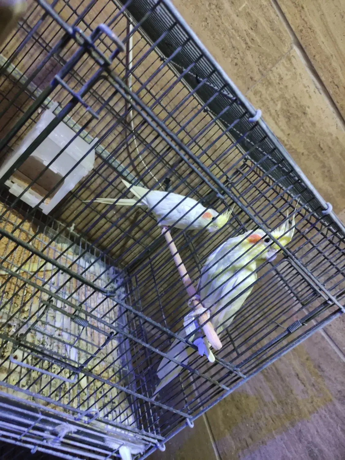 جفت مولد لوتینو|پرنده|نسیم‌شهر, |دیوار