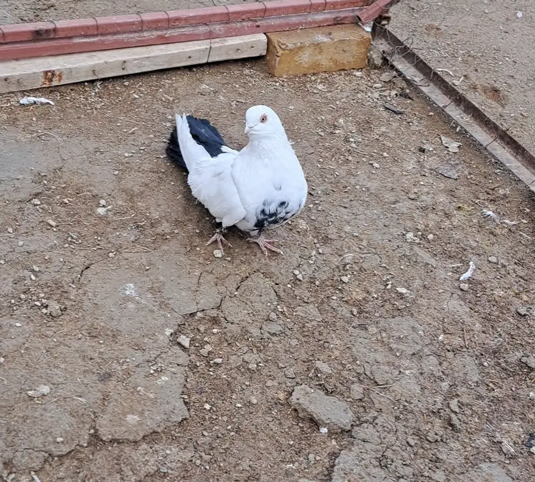 تکدوم نر|پرنده|سردرود, |دیوار