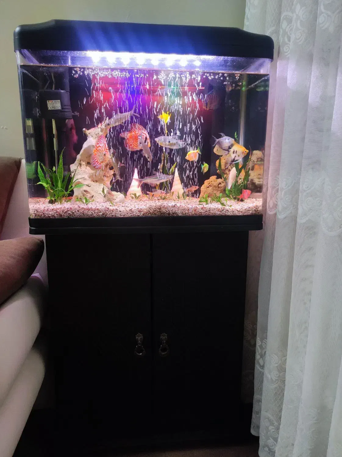 آکواریوم دلسا|ماهی|تهران, هفده شهریور|دیوار