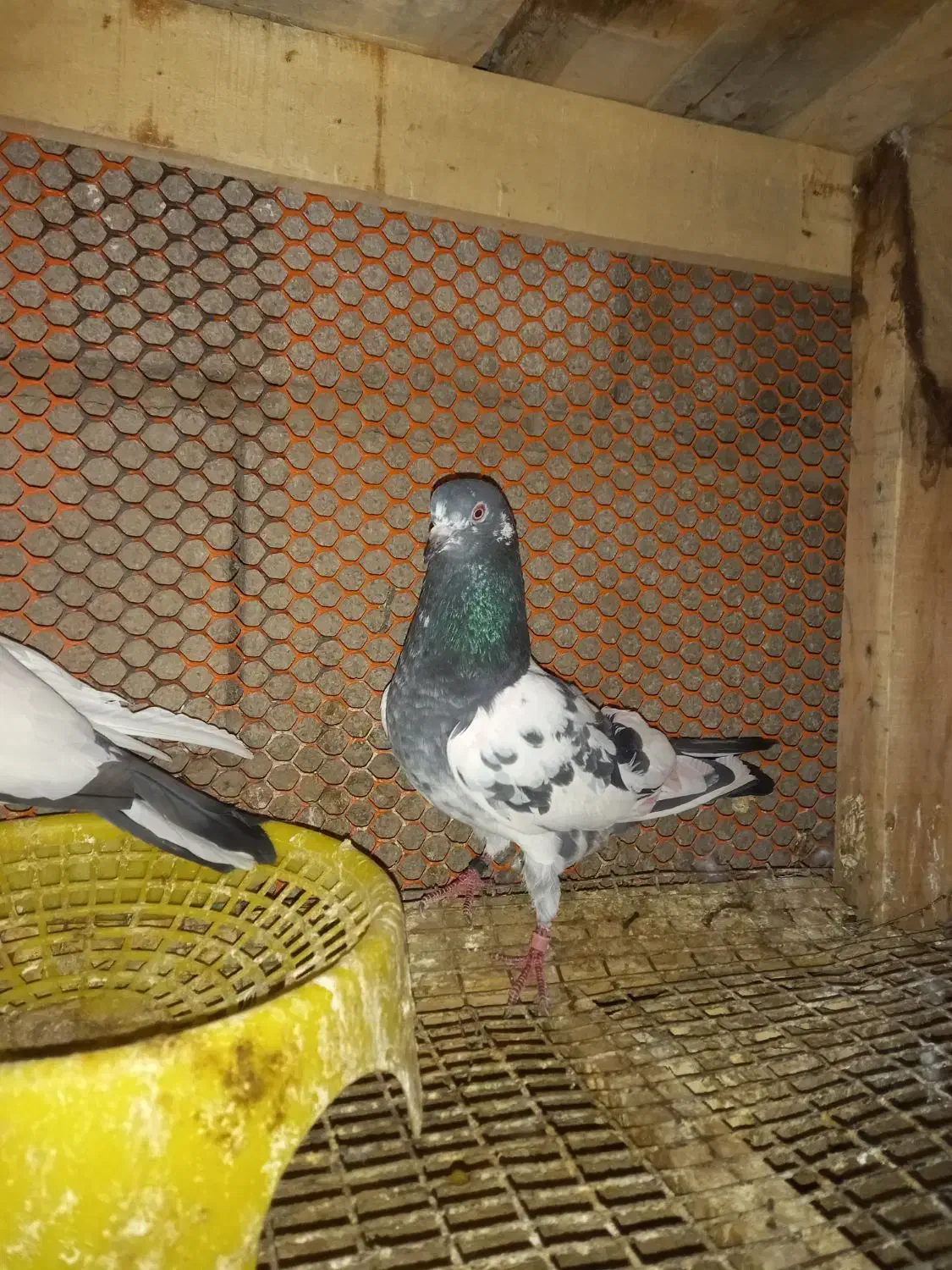 شیخی پاکستانی|پرنده|آبادان, |دیوار