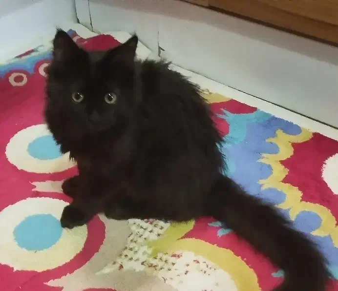 گربه پرشین|گربه|کرمان, |دیوار