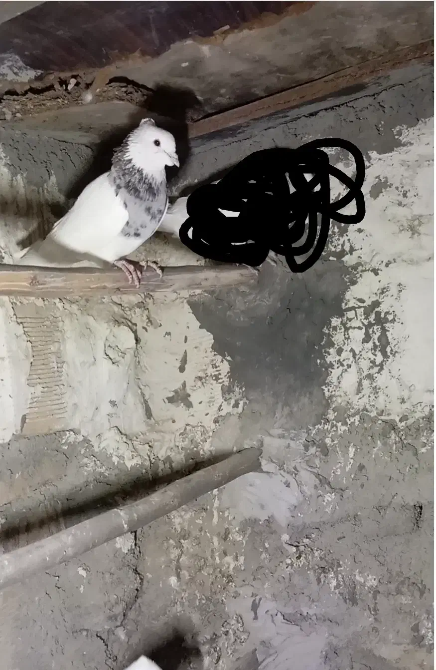 طوق الماسی ماده|پرنده|دهدشت, |دیوار