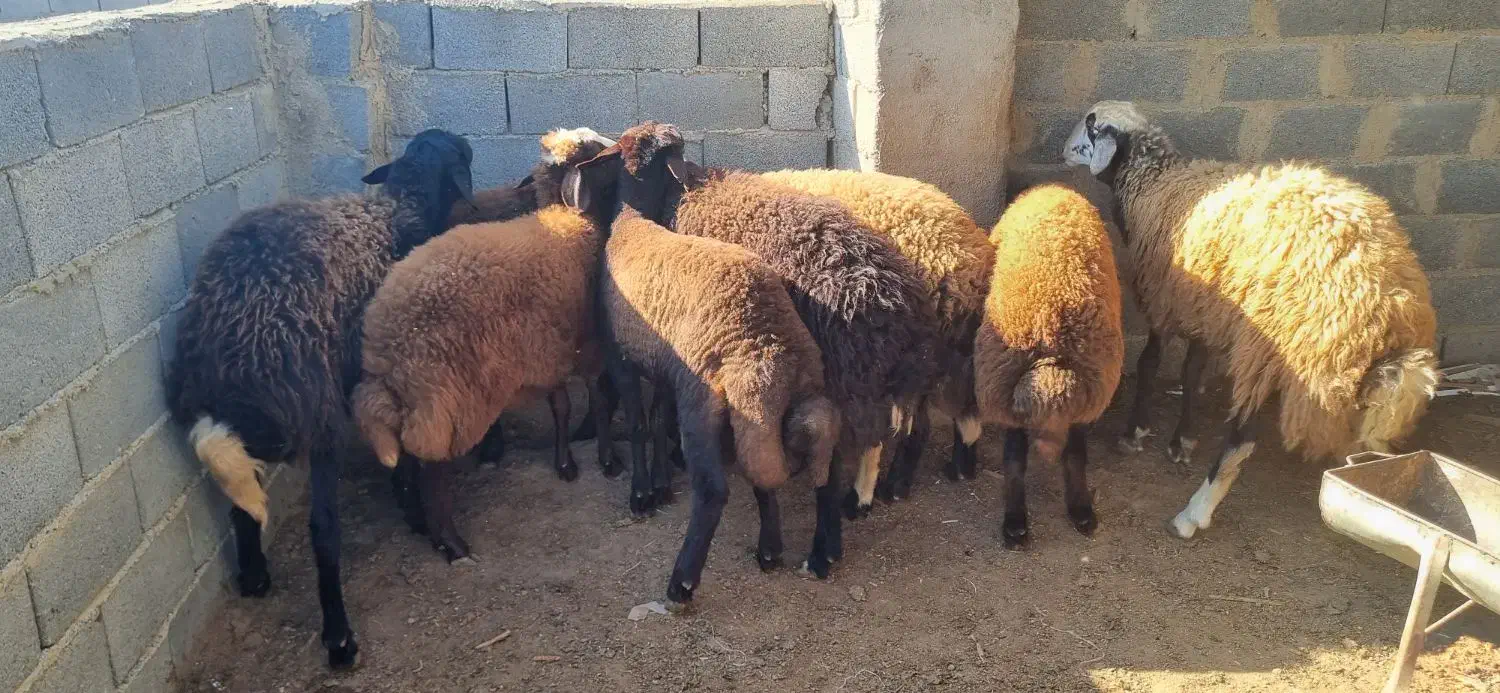 بره چاق کشتاری|حیوانات مزرعه|گنبد کاووس, |دیوار