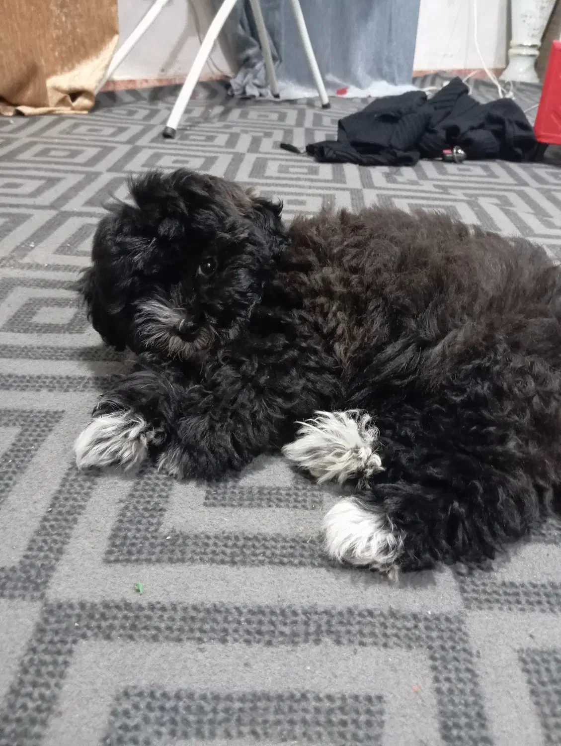 سگ شتیزوقیمت3تومن|سگ|آبادان, |دیوار