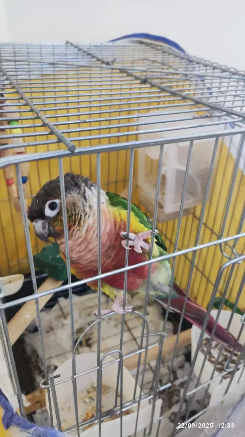 طوطی گرینجیک|پرنده|شهریار, شهرک وائین|دیوار