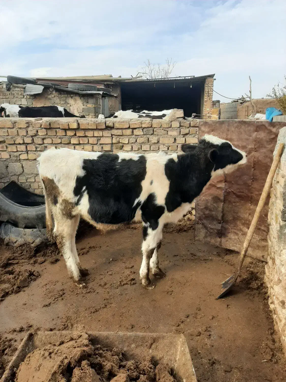 گوساله نر|حیوانات مزرعه|پائین جام, |دیوار