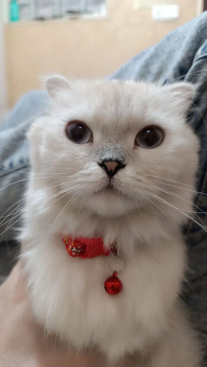 گربه اسکاتیش|گربه|فردیس, داوری|دیوار