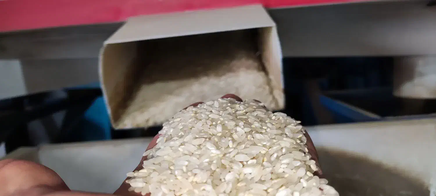 برنج کامفیروز|خوردنی و آشامیدنی|کامفیروز, |دیوار