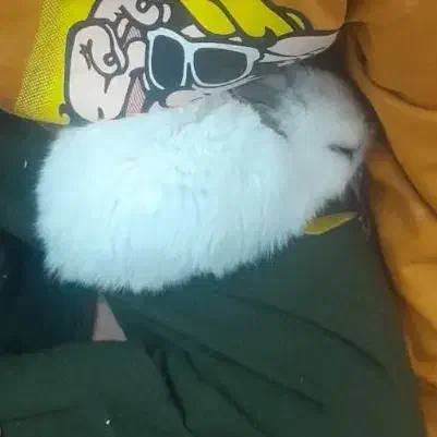 خرگوش کوچولوی شیطون|موش و خرگوش|یزدان شهر, |دیوار