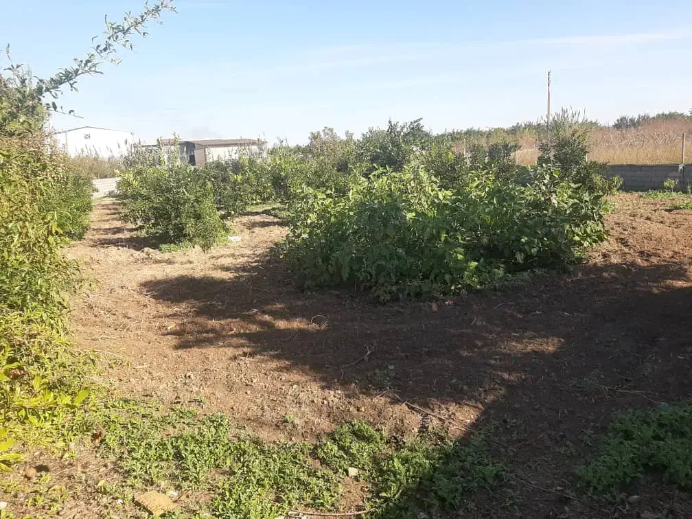 ۱۰۰۰متر زمین با امتیاز|فروش زمین و ملک کلنگی|طبقده, |دیوار