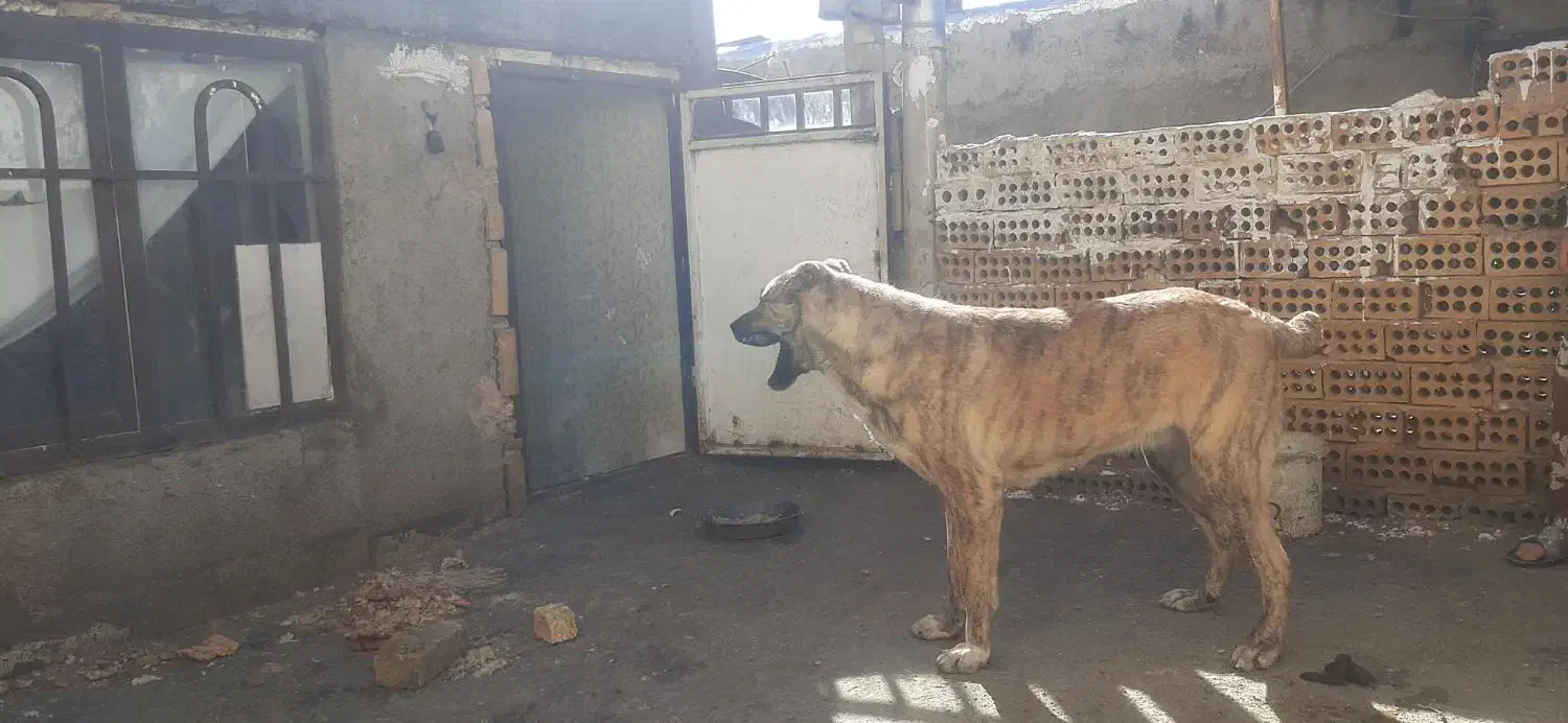 سگ گمشده|حیوانات|چناران, |دیوار