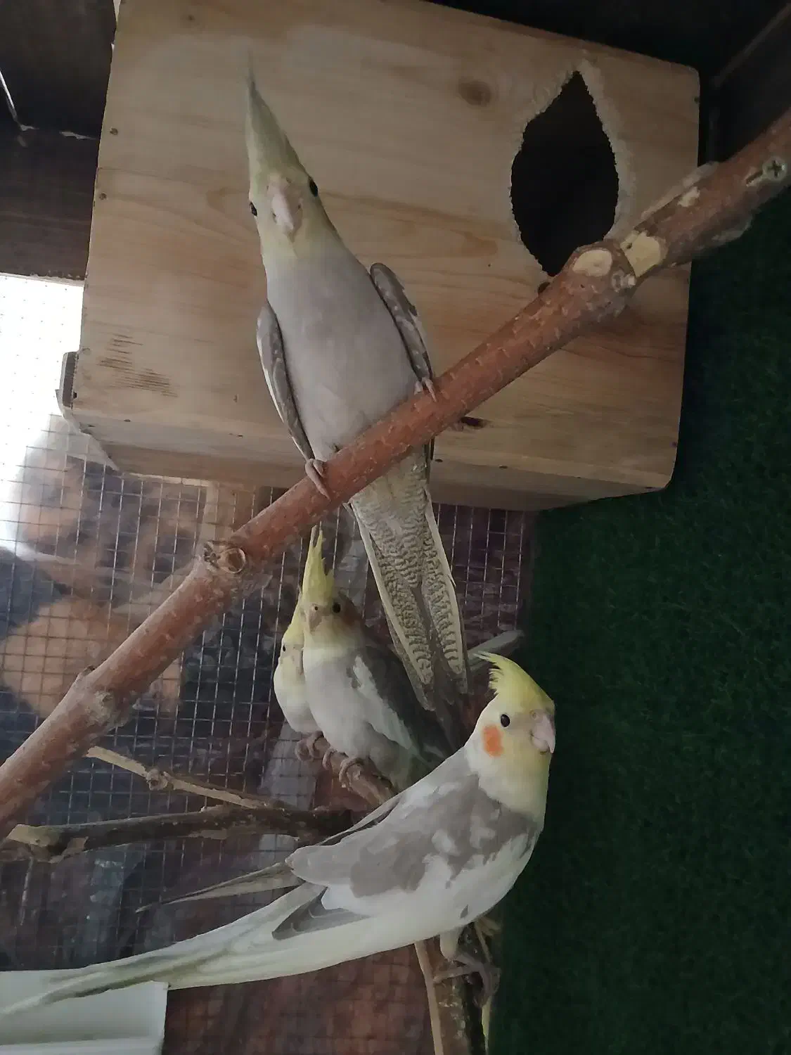 جوجه عروس هلندی ژنتیک فوق العاده|پرنده|رودهن, |دیوار