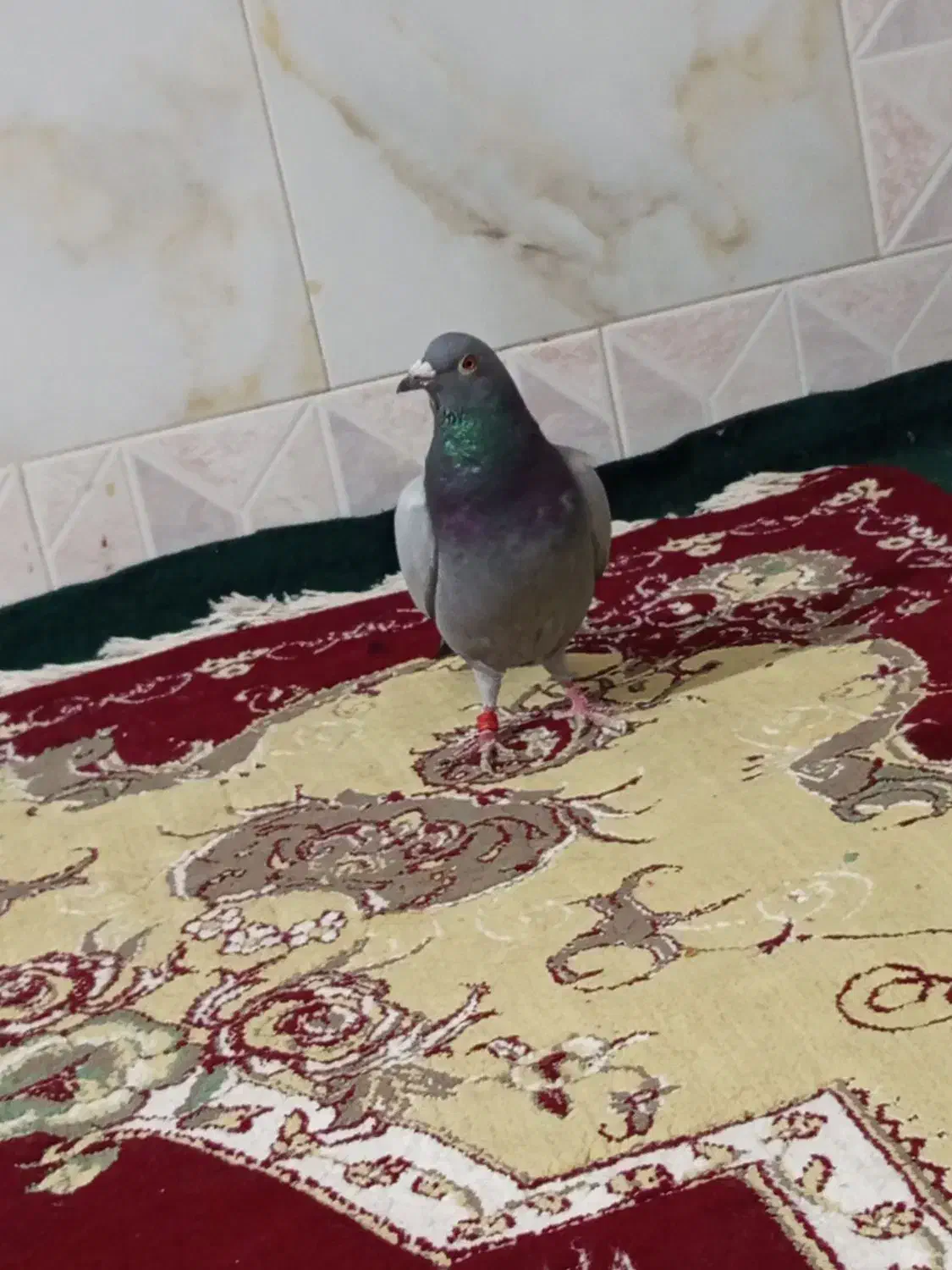 سبز پلاکی گرفتنی|پرنده|زابل, |دیوار