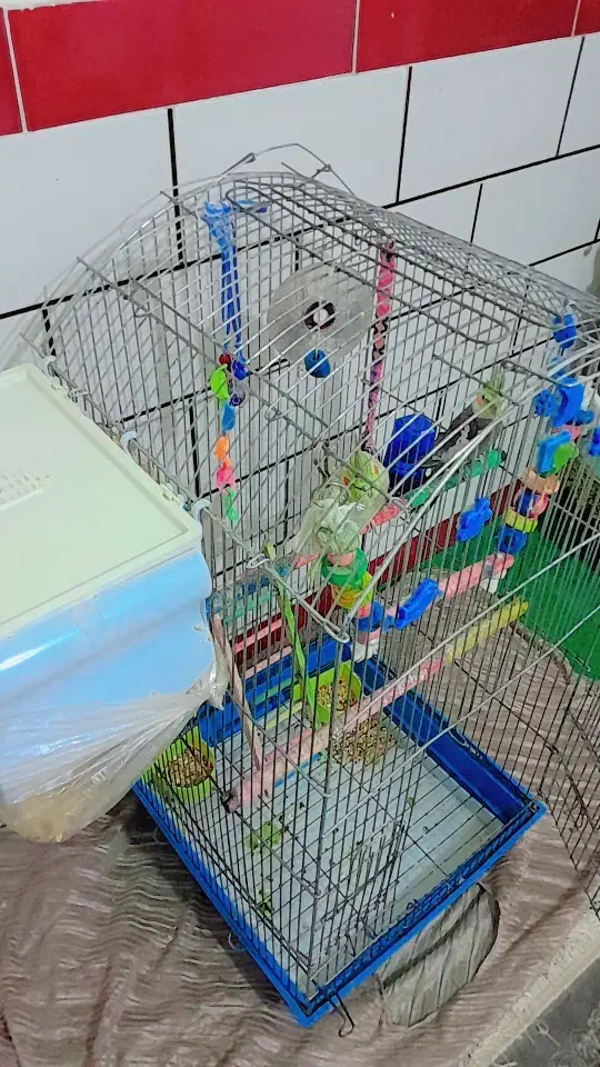 عروس هلندی سخنگو|پرنده|دورود, |دیوار