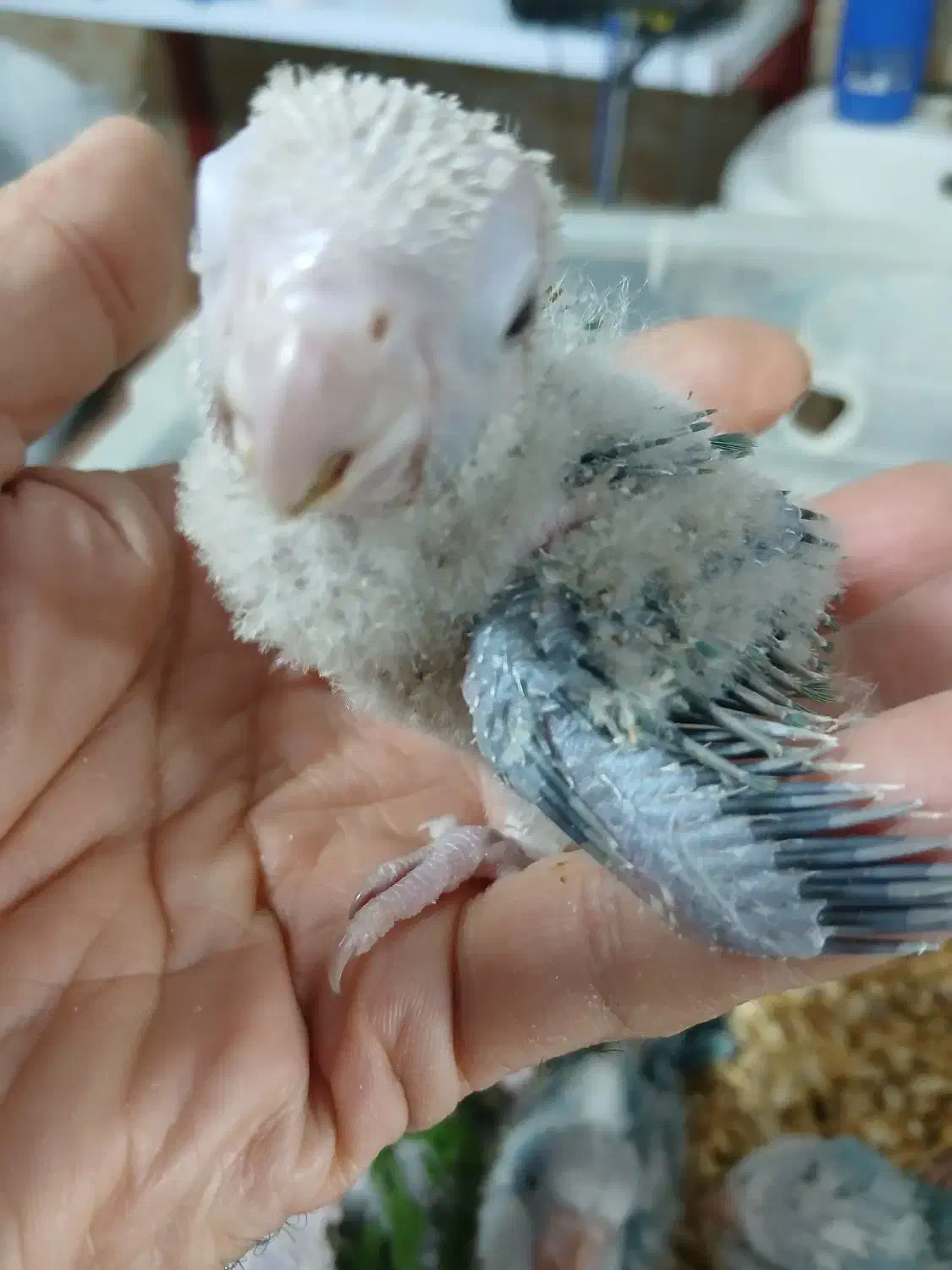 جوجه سرلاکی|پرنده|تهران, شهرک آتی شهر|دیوار