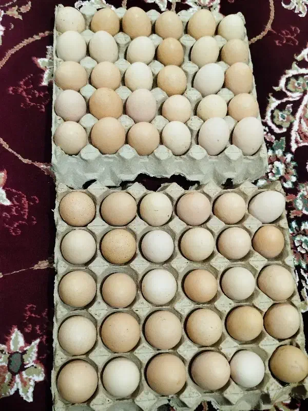 تخم مرغ|خوردنی و آشامیدنی|خوی, |دیوار