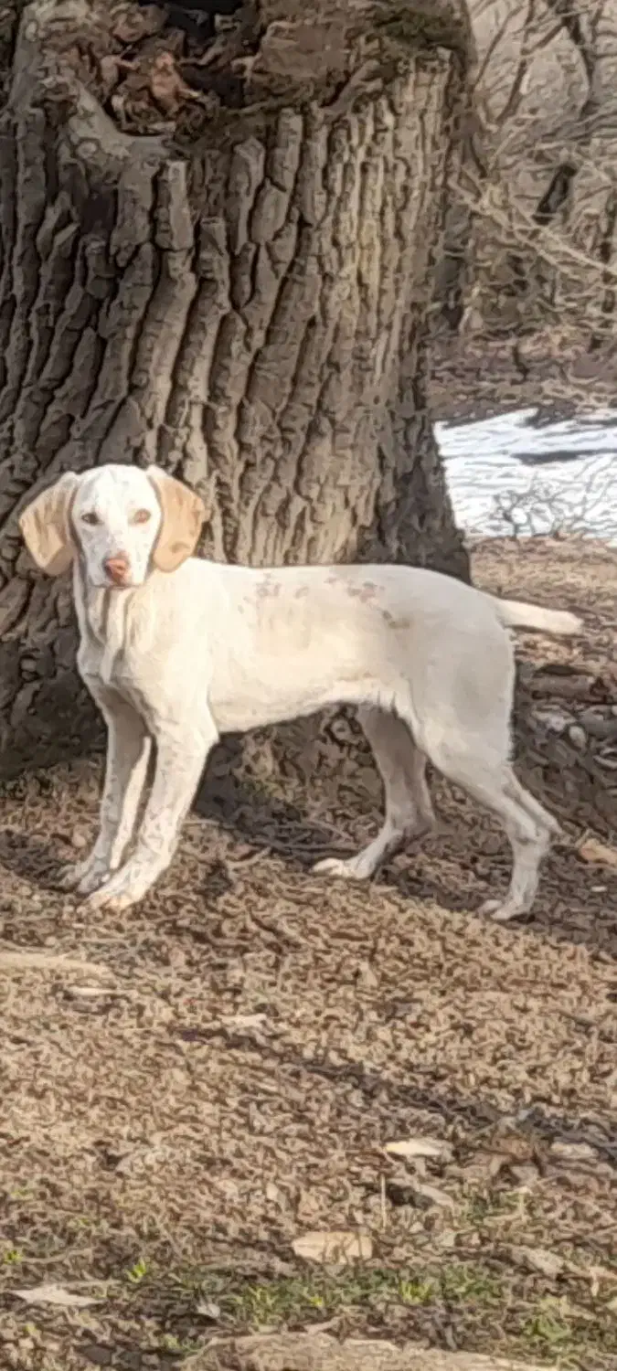 توله آلمانی|سگ|فراغی, |دیوار