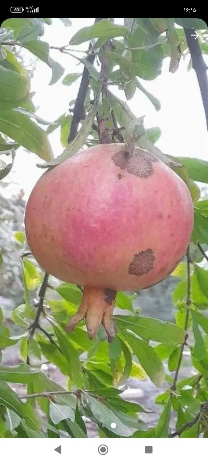 انار شکرو ملس|خوردنی و آشامیدنی|بهشهر, |دیوار