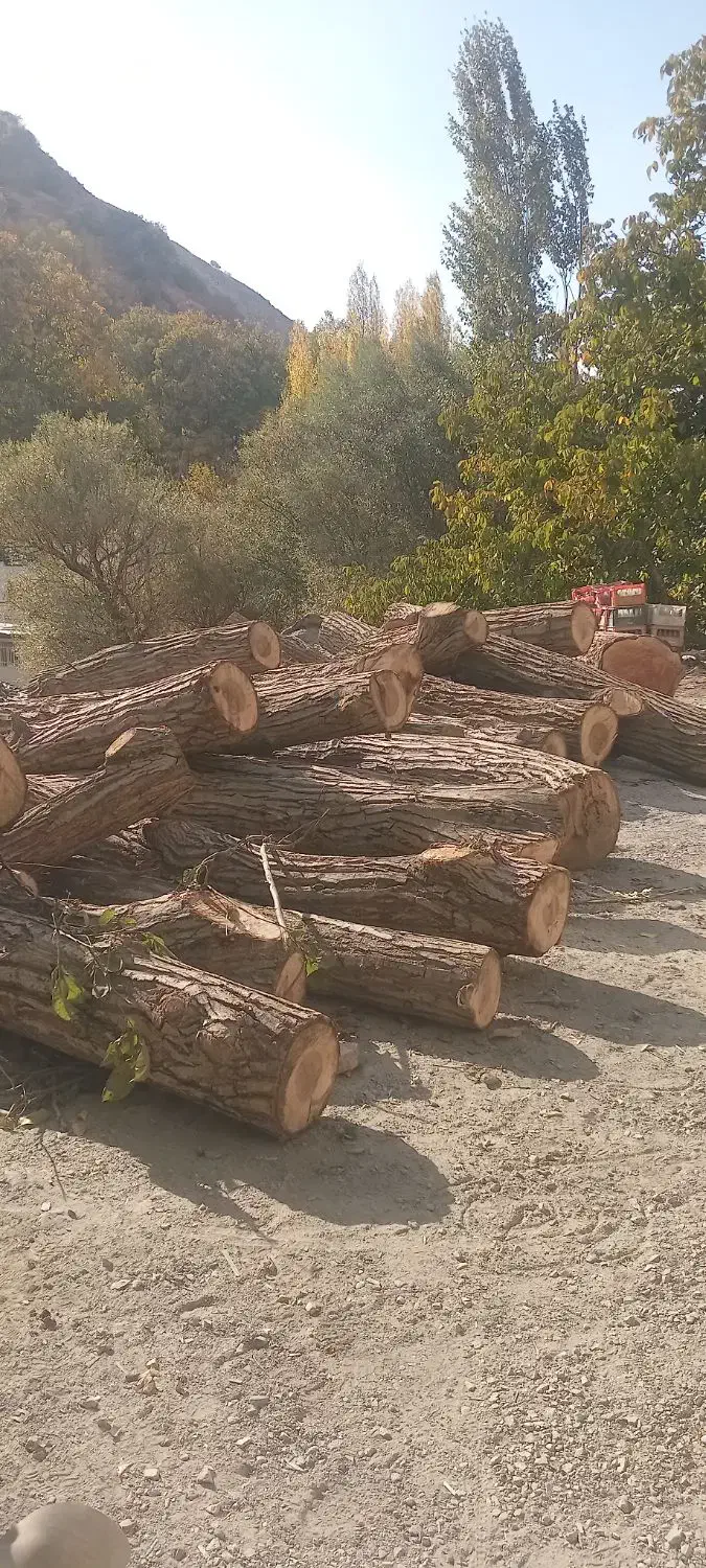 خریدوفروش انواع درخت گردووچنار|عمدهفروشی|سروآباد, |دیوار