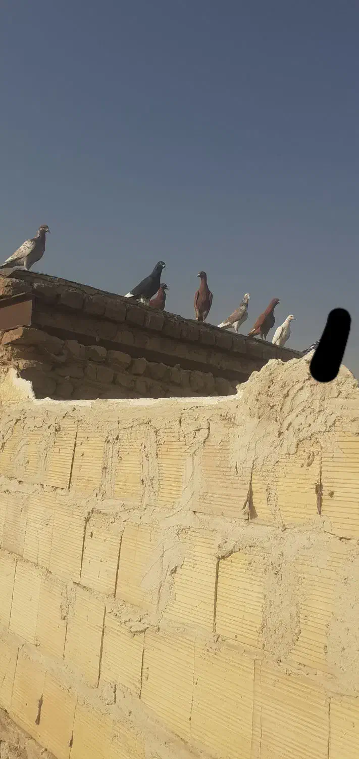 کفتر|پرنده|آران و بیدگل, |دیوار