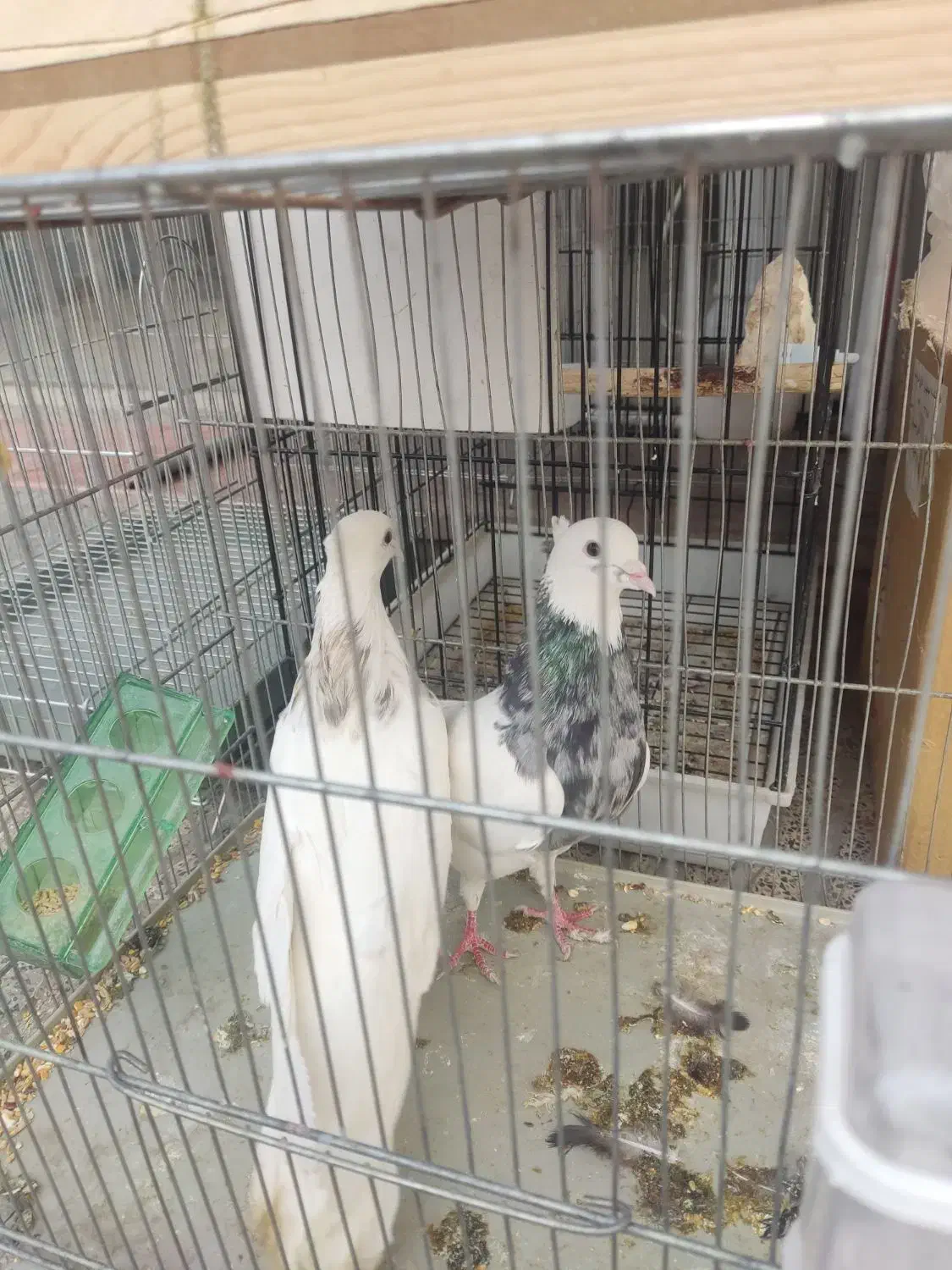 کبوتر طوقی|پرنده|یاسوج, |دیوار