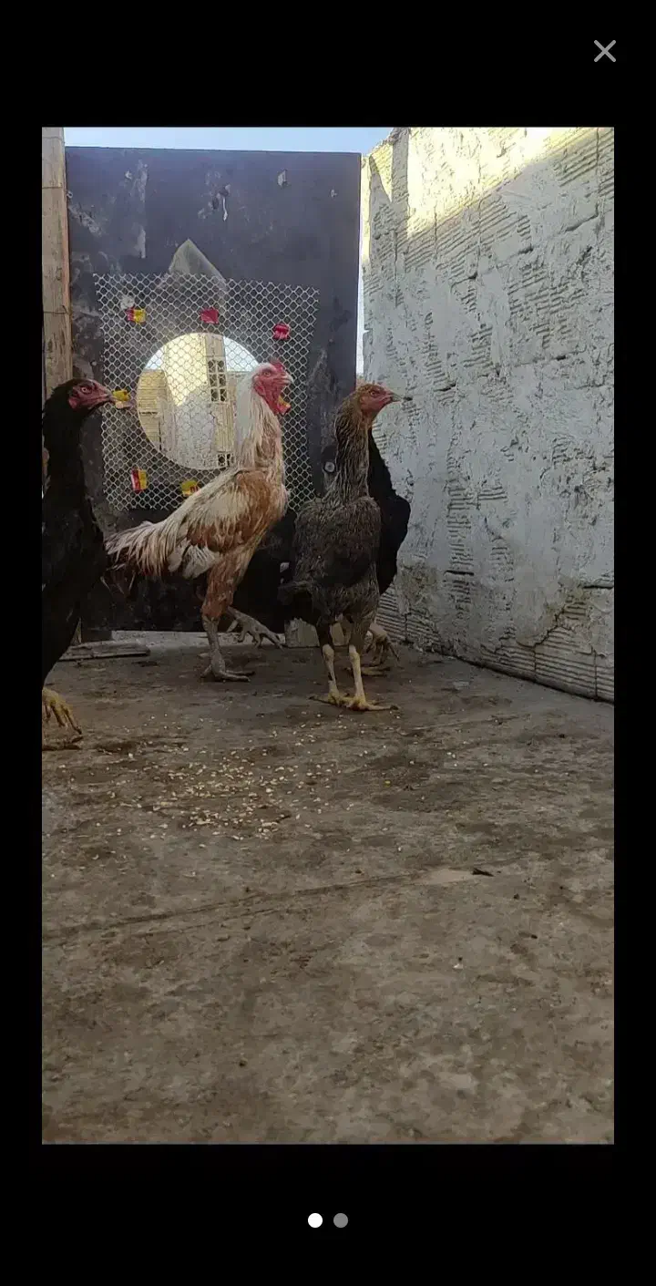 تخم لاری|حیوانات مزرعه|قم, ولیعصر|دیوار