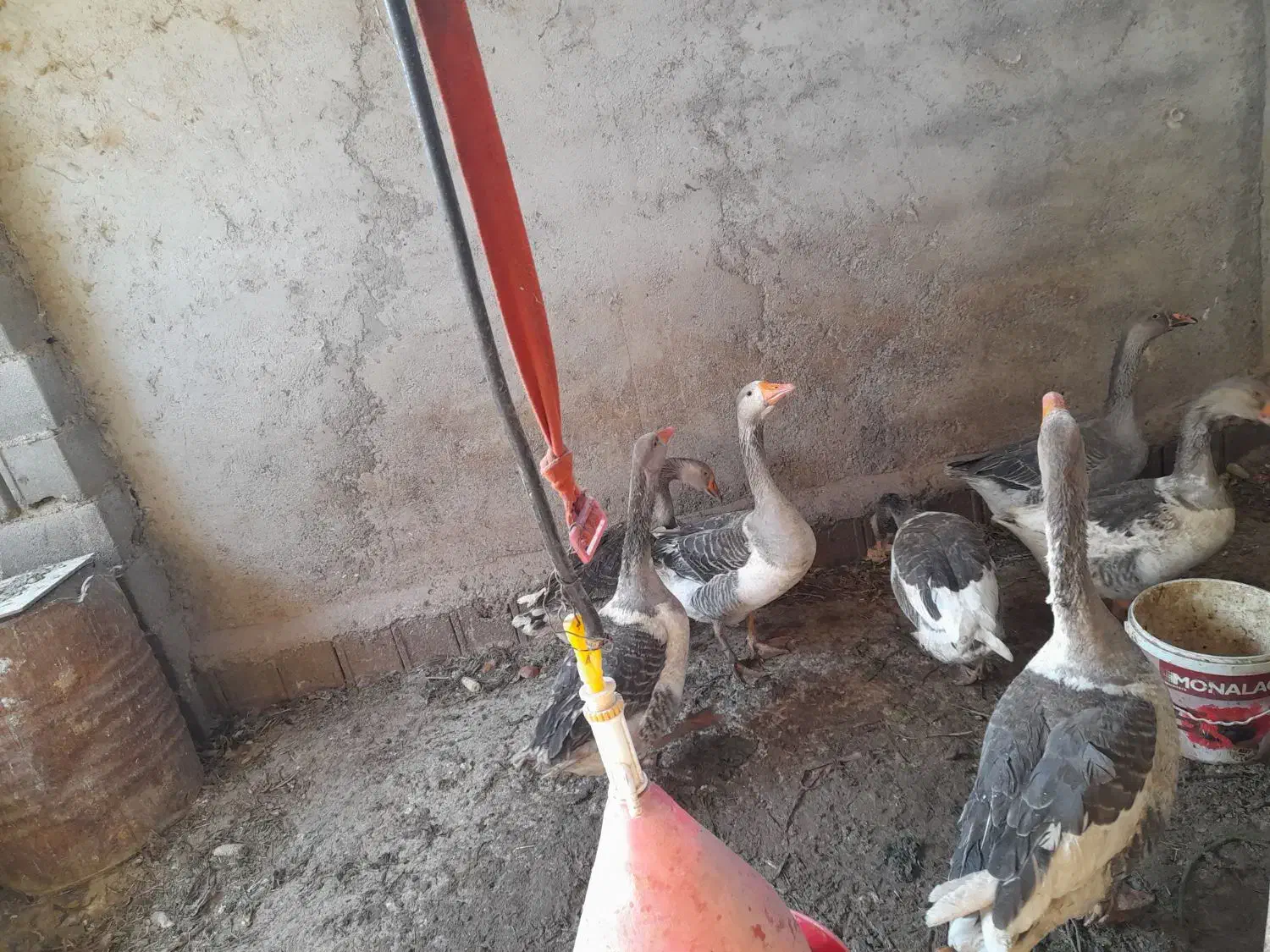 قاز|حیوانات مزرعه|مهدی شهر, |دیوار