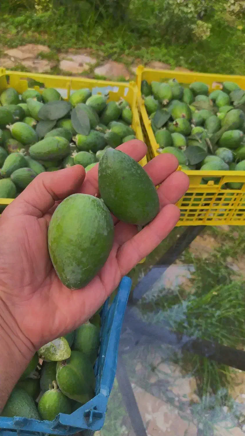 میوه فوجی تازه خوش طعم ،کیلویی ۱۰۰ تمن|خوردنی و آشامیدنی|رشت, بوسار|دیوار