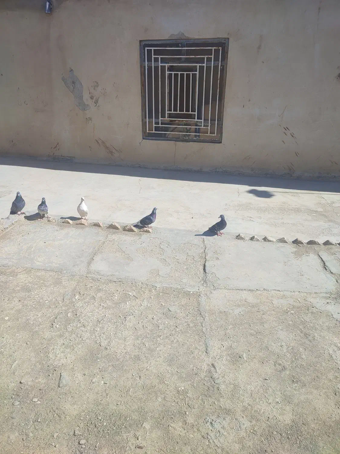 کبوتر|پرنده|سراوان, |دیوار