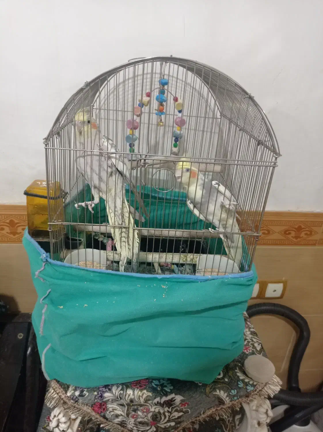 عروس هلندی خوش ذوق سخنگو|پرنده|قیدار, |دیوار