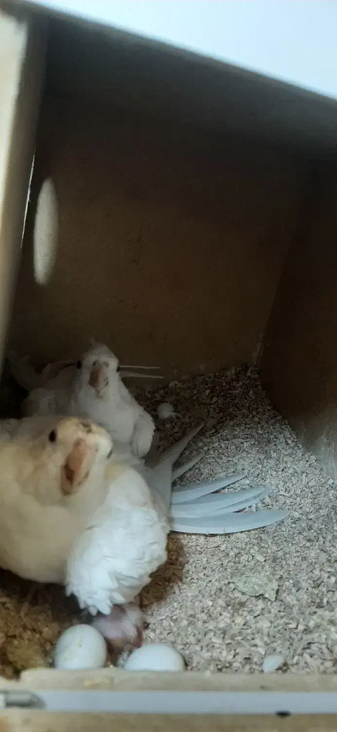 عروس هلندی آلبالو با جوجه|پرنده|نوشهر, |دیوار