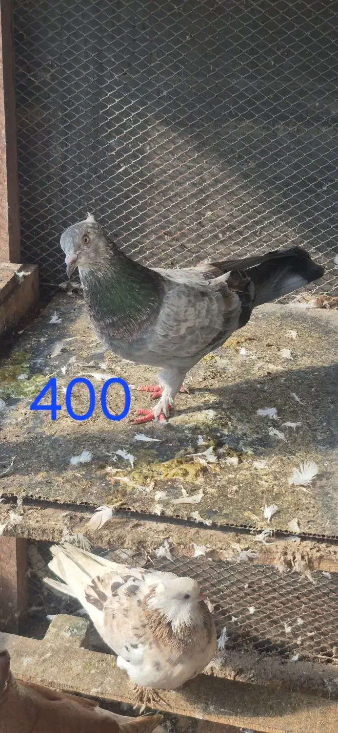 کبوتر|پرنده|رشت, جانبازان|دیوار