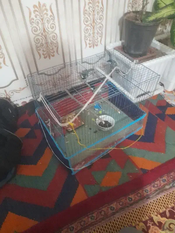 قناره|پرنده|بستان آباد, |دیوار