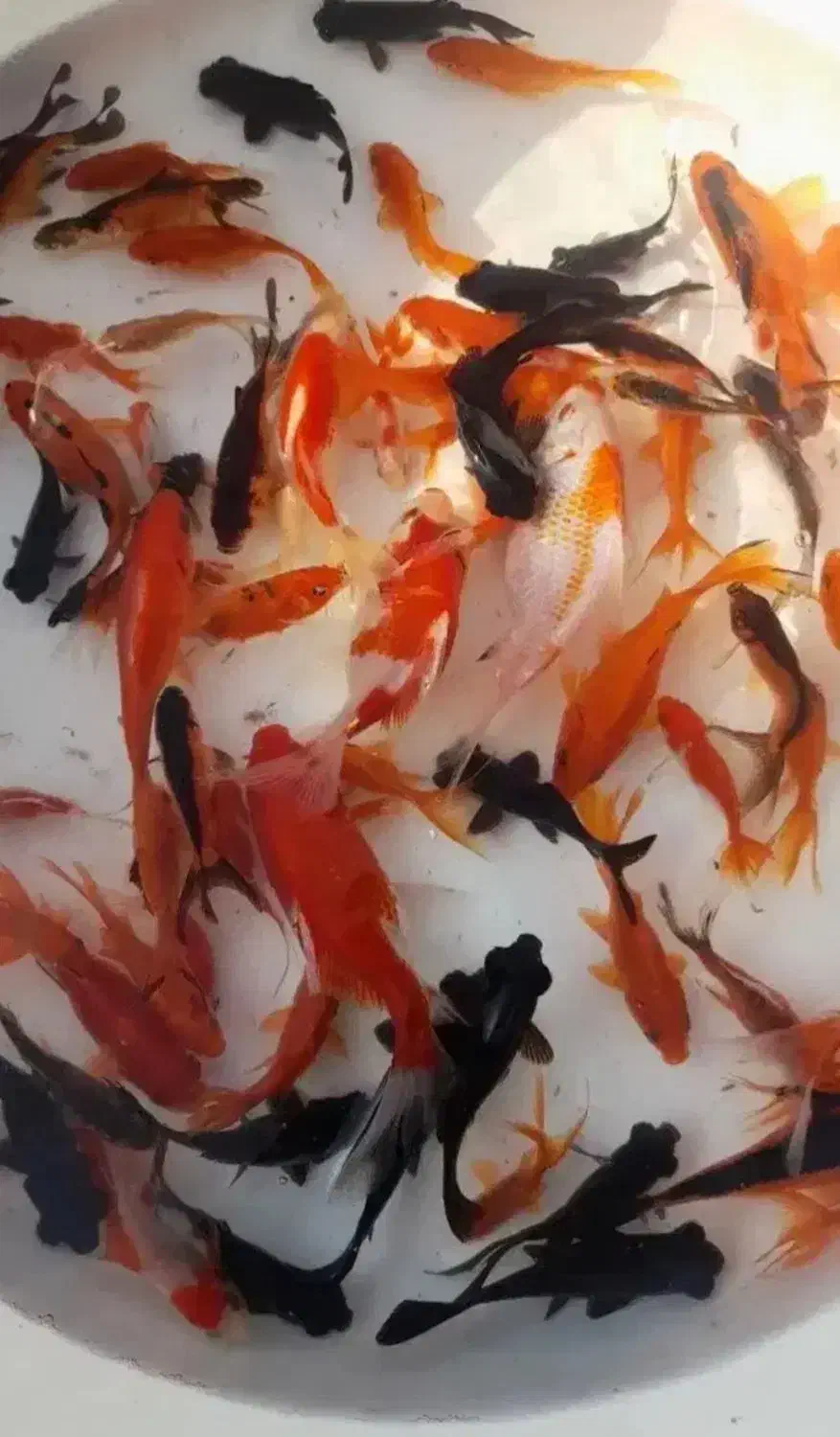 ماهی عید عمده|ماهی|مرزیکلا, |دیوار