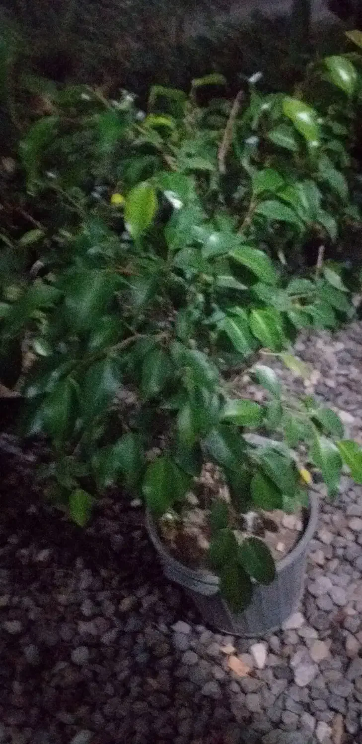 فروش  بنجامین ابلغ  و بلک  و یوکا  تنه دار .رخ زده|گل و گیاه طبیعی|نشتارود, |دیوار