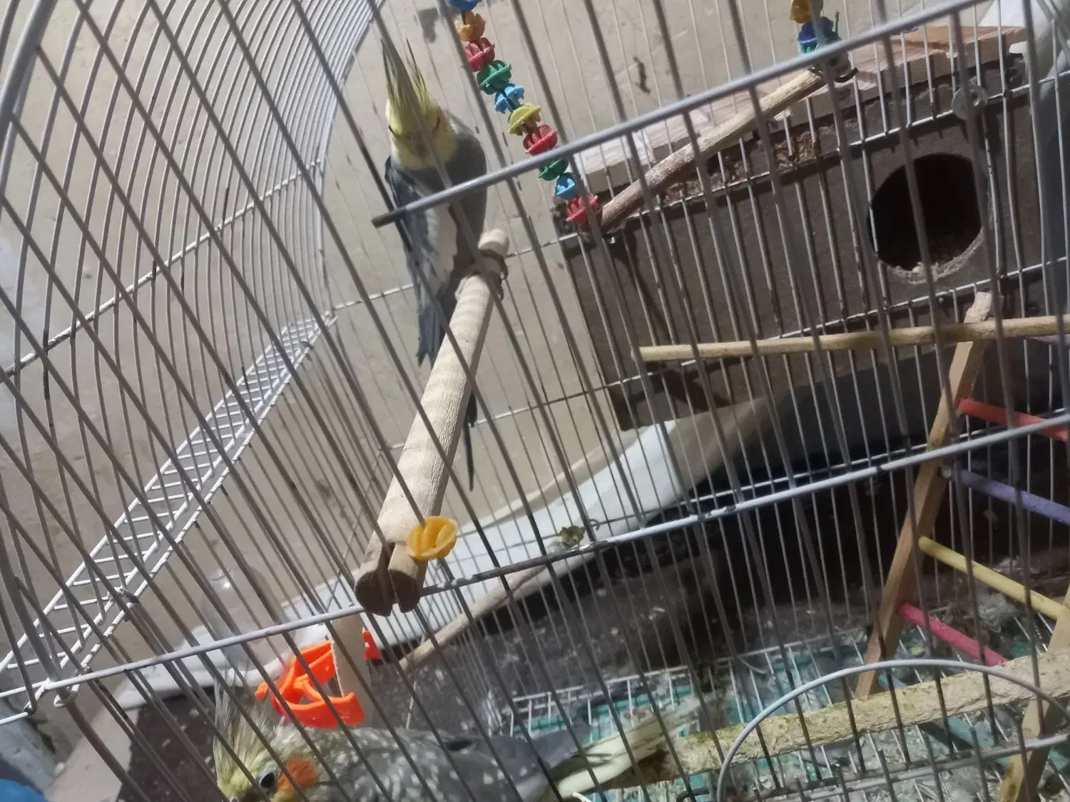 یک جفت عروس هلندی سالم همراه با ۴ عدد تخم|پرنده|کبودرآهنگ, |دیوار