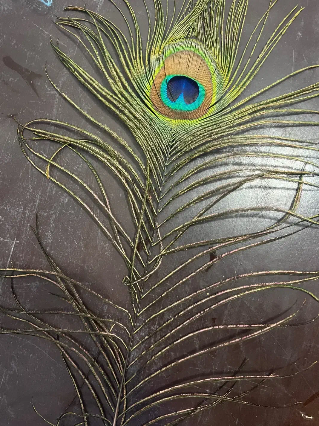 پر طاووس|صنایع دستی و سایر لوازم تزئینی|زارچ, |دیوار