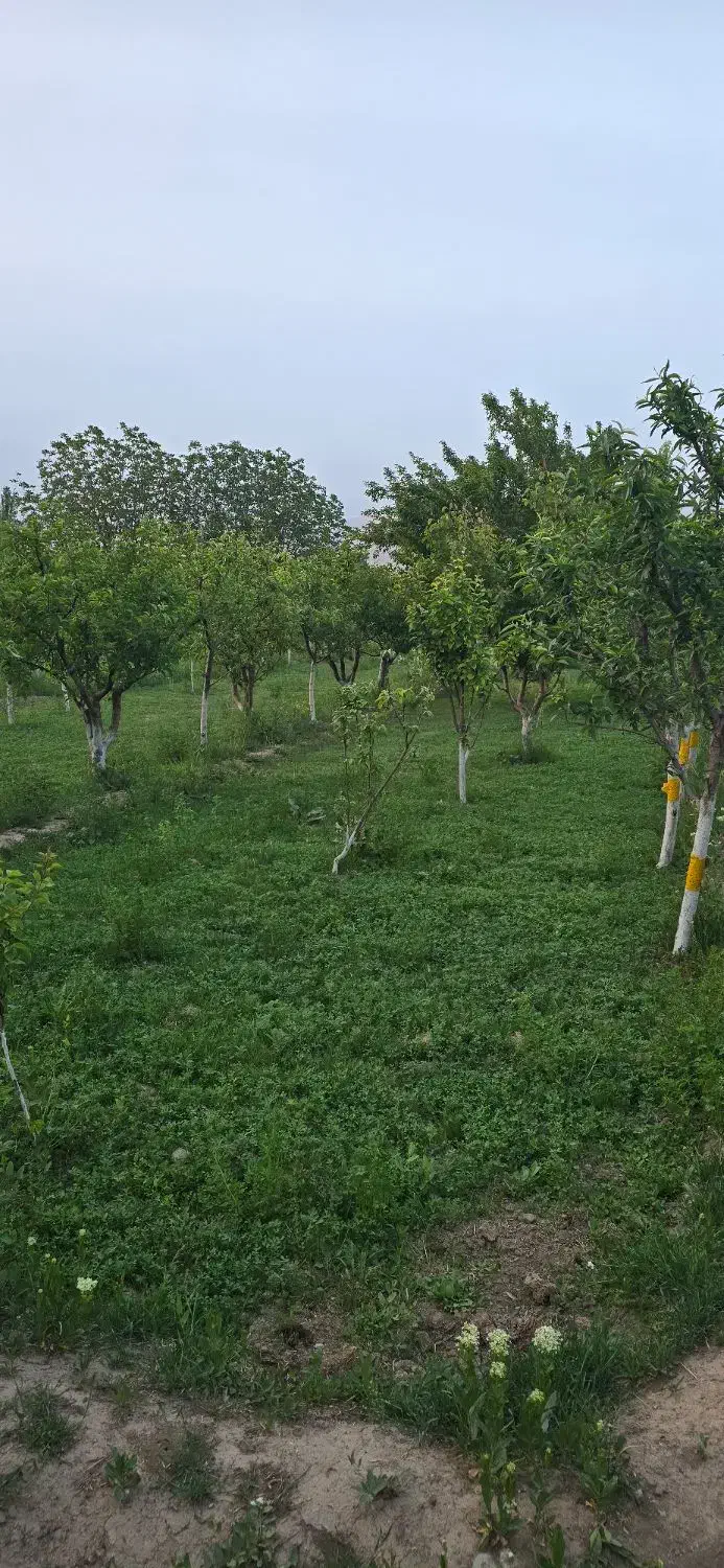 اجاره ۶۵۰۰متر سالن، ویلا، باغ جهت دامداری،کارگاه|اجارهٔ دفتر صنعتی، کشاورزی، تجاری|مرند, |دیوار