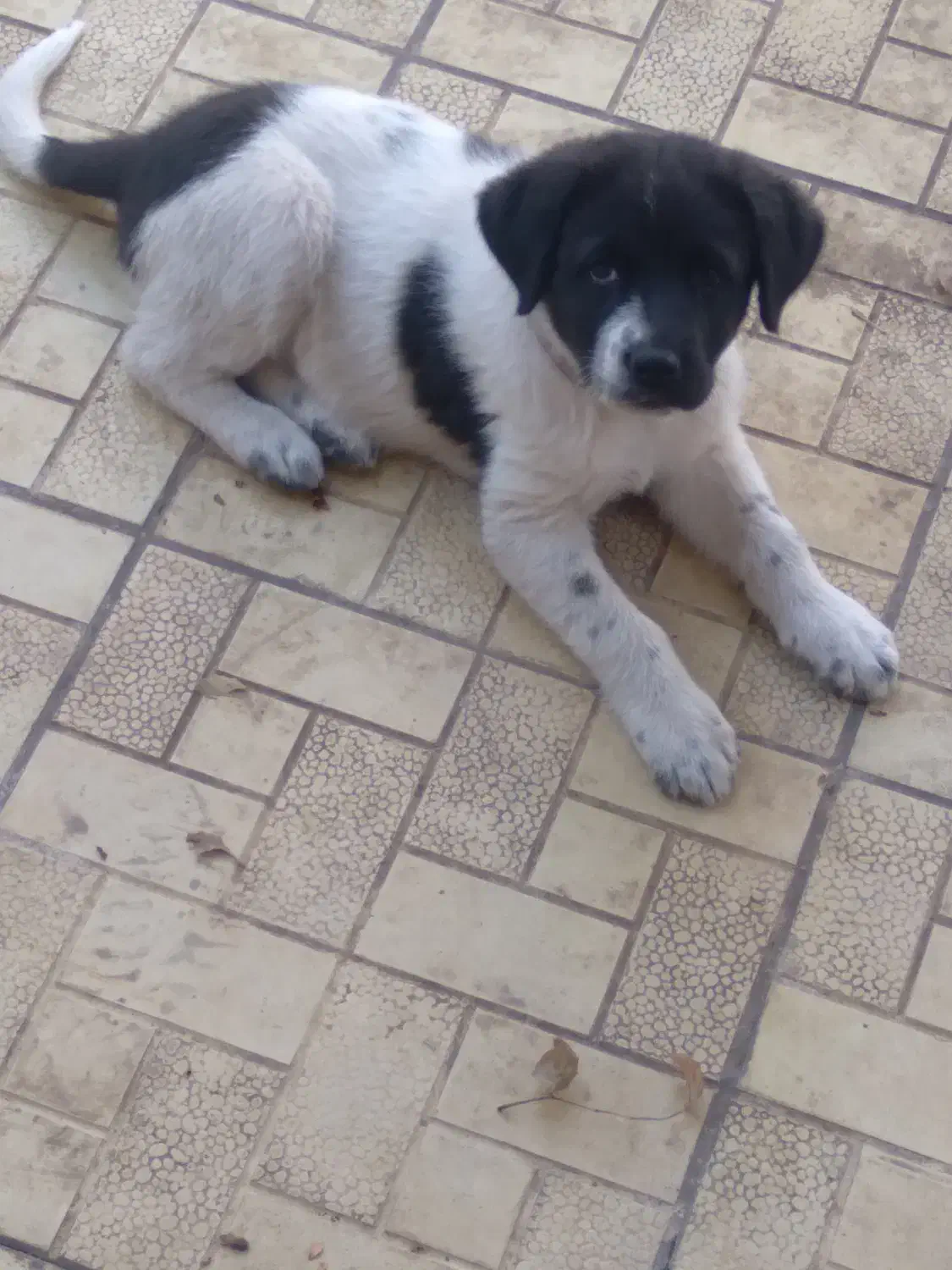 واگذاری سگ نگهبان با نژاد خالص و نسل خاص|سگ|تهران, تهرانپارس جنوبی|دیوار