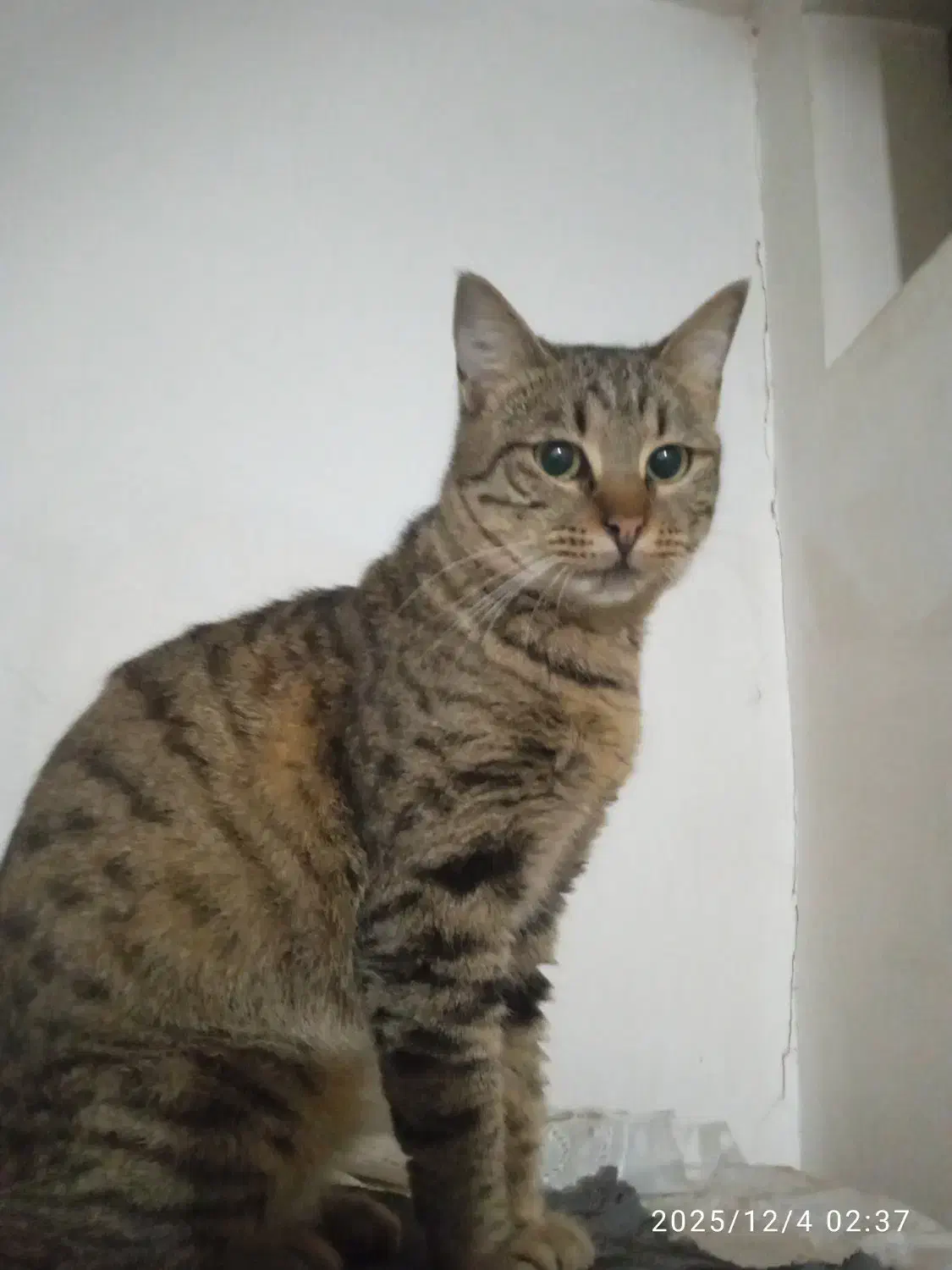 گربه خط دار راه راه|گربه|گرگان, |دیوار